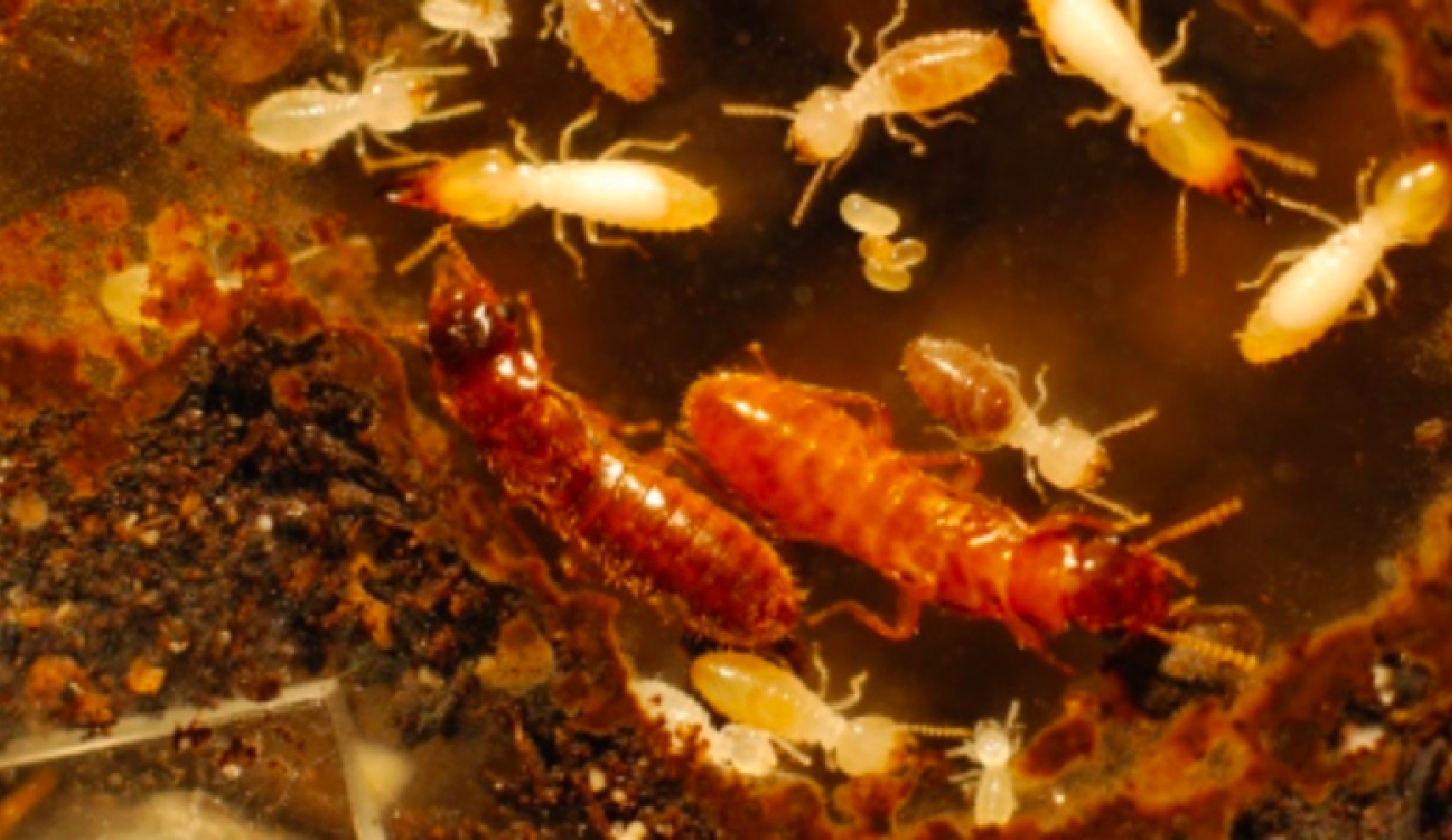 Parasite termite